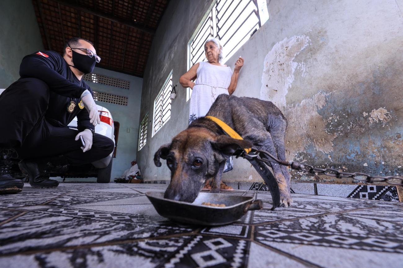 (Demapa) Polícia Civil vai às ruas investigar maus-tratos a animais na Grande Belém