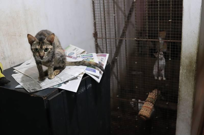 Polícias Civil e Científica vão às ruas apurar denúncias de maus-tratos contra animais